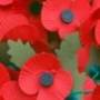 poppy.jpg